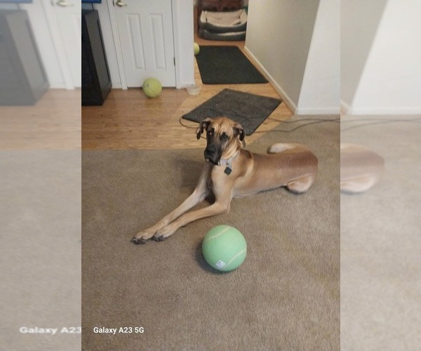 Medium Photo #1 Great Dane Puppy For Sale in FAIR OAKS, CA, USA