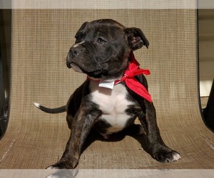 American Pit Bull Terrier Puppy for sale in LONGVIEW, TX, USA