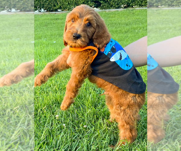 Medium Photo #9 Goldendoodle Puppy For Sale in BREA, CA, USA