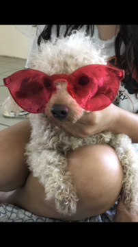 Medium Photo #1 Poodle (Miniature) Puppy For Sale in BILLINGS, MT, USA