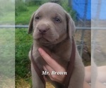 Puppy Mr Brown Labrador Retriever