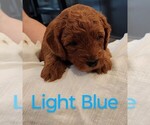 Puppy 6 Goldendoodle (Miniature)