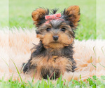 Puppy Lacey Yorkshire Terrier