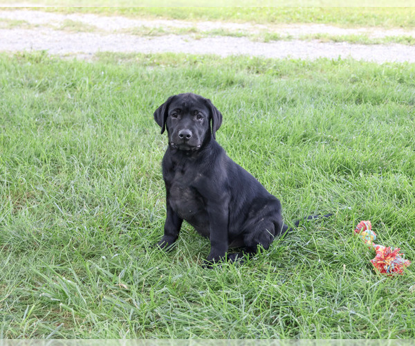 Medium Photo #6 Labrador Retriever Puppy For Sale in SYRACUSE, IN, USA