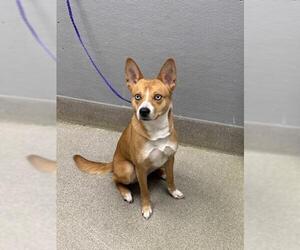 Labrador Retriever-Unknown Mix Dogs for adoption in Las Vegas, NV, USA