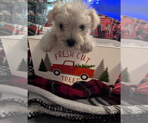 Schnauzer (Miniature) Puppy for sale in PARSONS, TN, USA