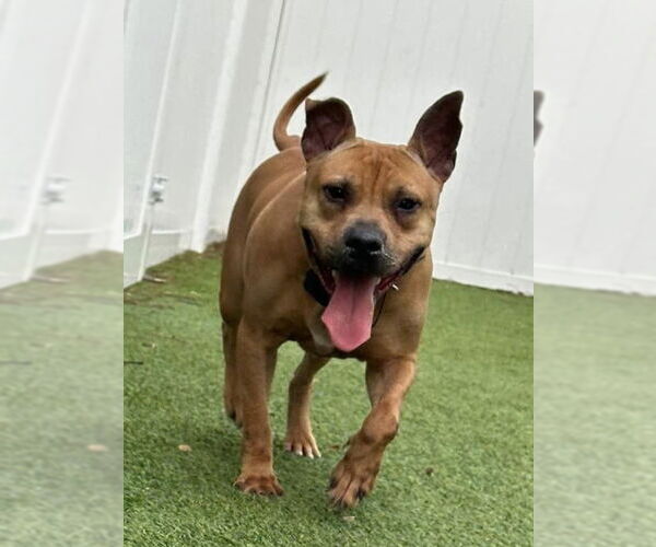 Medium Photo #9 Mutt Puppy For Sale in Pompano Beach , FL, USA