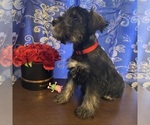 Small #17 Schnauzer (Miniature)
