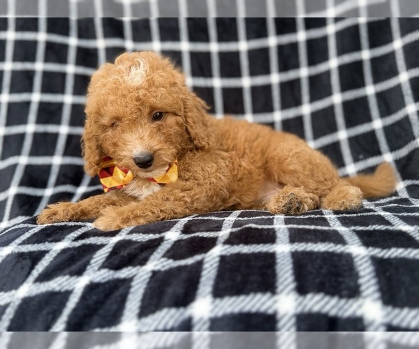 Medium Photo #5 Goldendoodle (Miniature) Puppy For Sale in LAKELAND, FL, USA