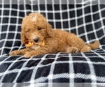 Lenny - Male Goldendoodle (Miniature) Puppy for Sale - Photo #5