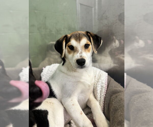 Medium Photo #3 Saint Bernard-Unknown Mix Puppy For Sale in Elmsford, NY, USA