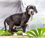 Small #6 Great Dane