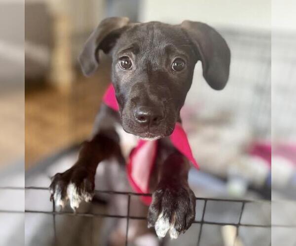 Medium Photo #17 Border Collie-Unknown Mix Puppy For Sale in San Diego, CA, USA