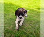 Small Boston Terrier