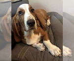 Small #8 Basset Hound