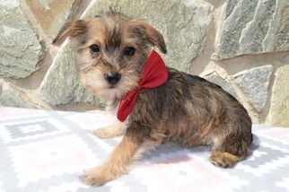 Shorkie Tzu Puppy for sale in QUARRYVILLE, PA, USA