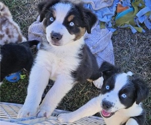 Australian Shepherd Puppy for sale in MILTON, WI, USA