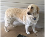 Small #4 Golden Pyrenees