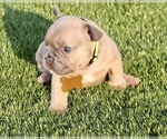 Small Photo #6 French Bulldog Puppy For Sale in CAPE CORAL, FL, USA