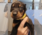 Puppy Hunter Doberman Pinscher