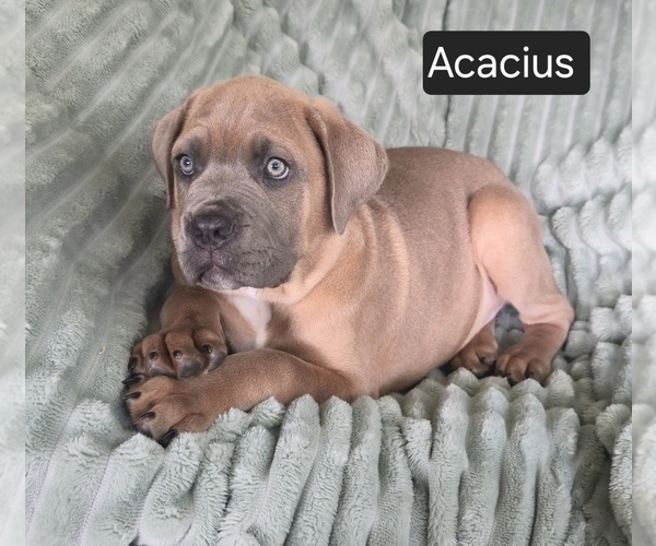 Medium Photo #1 Cane Corso Puppy For Sale in MINERAL WELLS, WV, USA