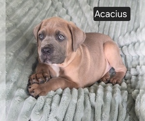 Cane Corso Puppy for Sale in MINERAL WELLS, West Virginia USA