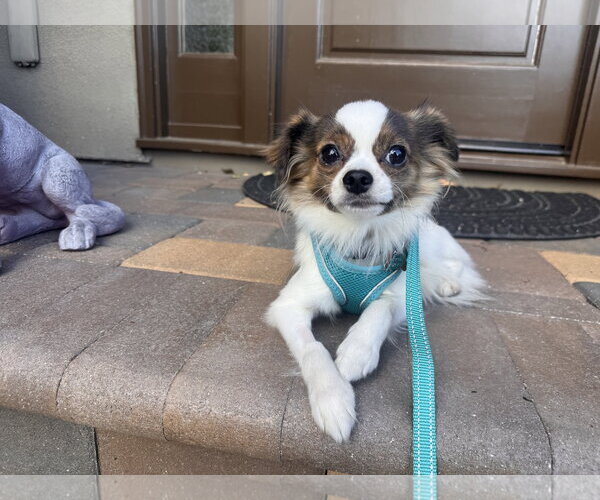 Medium Photo #4 Chion Puppy For Sale in Santa Clara, CA, USA