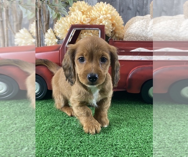 Medium Photo #3 Dachshund Puppy For Sale in CANOGA, NY, USA