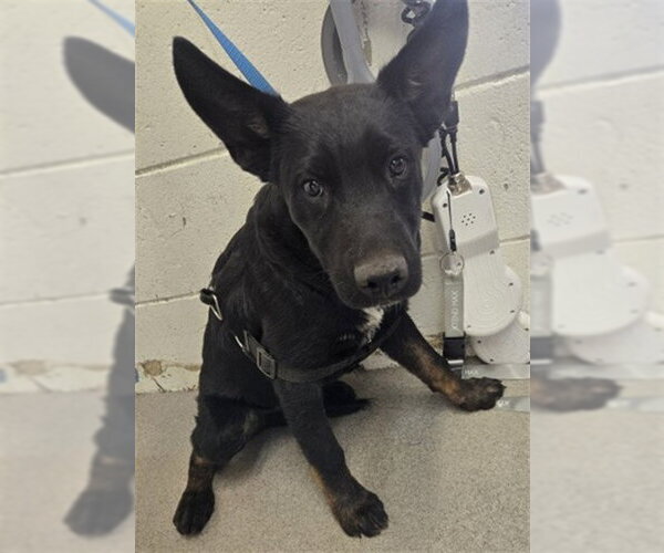 Medium Photo #1 German Shepherd Dog-Unknown Mix Puppy For Sale in San Bernardino, CA, USA