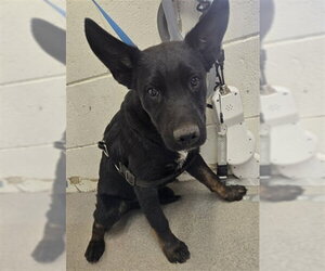 German Shepherd Dog-Unknown Mix Dogs for adoption in San Bernardino, CA, USA
