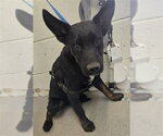 Small German Shepherd Dog Mix