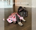 Small #2 French Bulldog