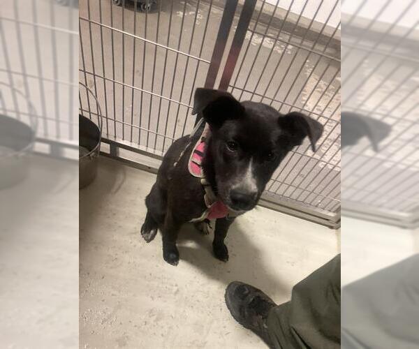 Medium Photo #1 Border Collie-Unknown Mix Puppy For Sale in Bakersfield, CA, USA