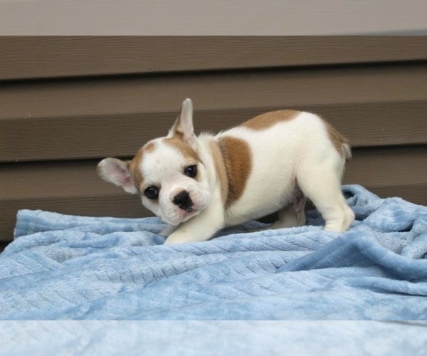Medium Photo #7 French Bulldog Puppy For Sale in LIBERTY, KY, USA