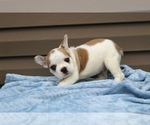 Small Photo #35 French Bulldog Puppy For Sale in LIBERTY, KY, USA