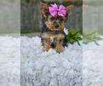 Small #1 Yorkshire Terrier