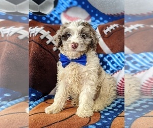 Cock-A-Poo-Poodle (Toy) Mix Puppy for sale in ELKTON, MD, USA