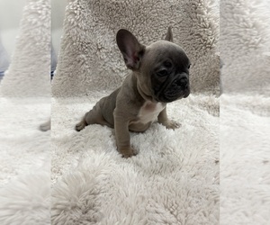 French Bulldog Puppy for sale in VAN NUYS, CA, USA