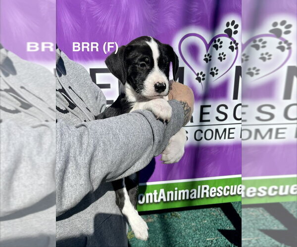 Medium Photo #1 Boxer-Unknown Mix Puppy For Sale in Mooresville, NC, USA