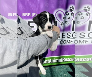 Boxer-Unknown Mix Dogs for adoption in Mooresville, NC, USA