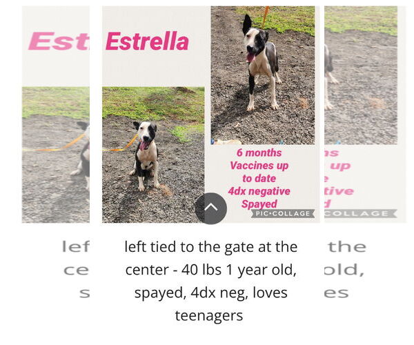 Medium Photo #11 American Foxhound-Dalmatian Mix Puppy For Sale in Virginia Beach, VA, USA