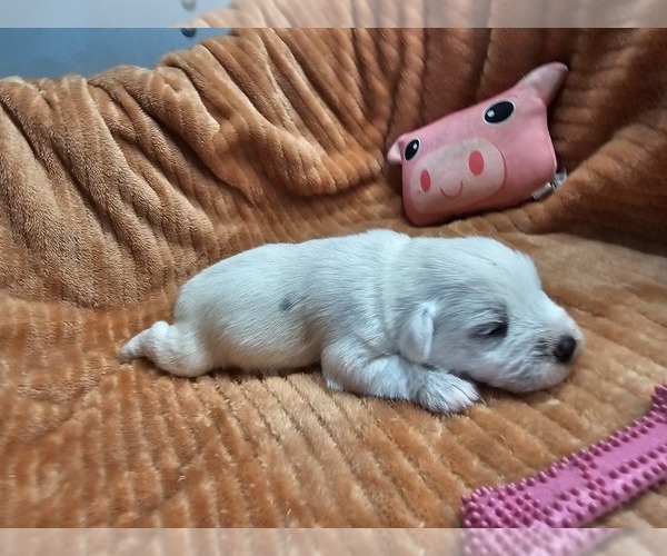Medium Photo #3 Schnauzer (Miniature) Puppy For Sale in GOSHEN, IN, USA