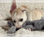 Small #1 Huskies -Labrador Retriever Mix