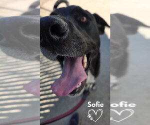 Borador Dogs for adoption in Monte Vista, CO, USA