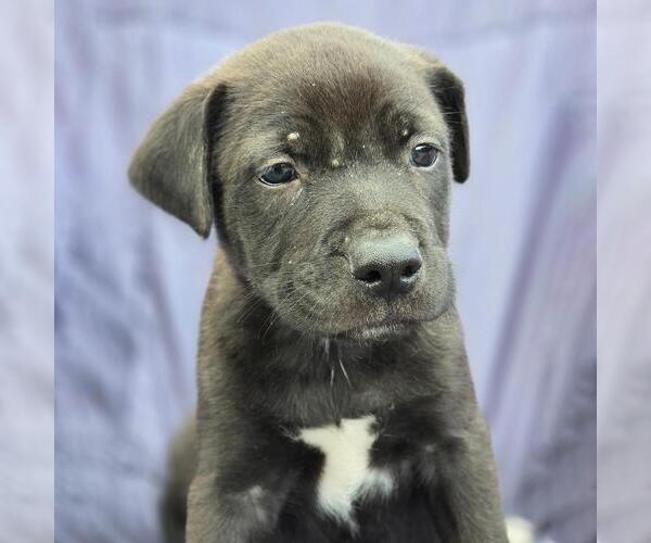 Medium Photo #1 Labrador Retriever-Unknown Mix Puppy For Sale in San Diego, CA, USA