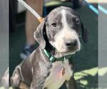 Small #1 Labrador Retriever Mix