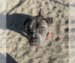 Small #31 American Pit Bull Terrier Mix