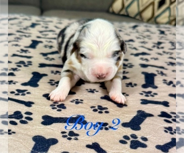 Medium Photo #25 Australian Shepherd Puppy For Sale in SALISBURY, NC, USA