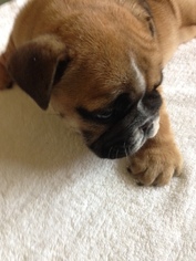 Bulldog Puppy for sale in WILMINGTON, OH, USA