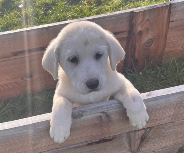 Medium Photo #14 Akbash-Great Pyrenees Mix Puppy For Sale in RIDGEFIELD, WA, USA